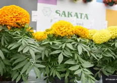 Proud Mari Serie van Sakata bevat nu orange, gold en yellow.
